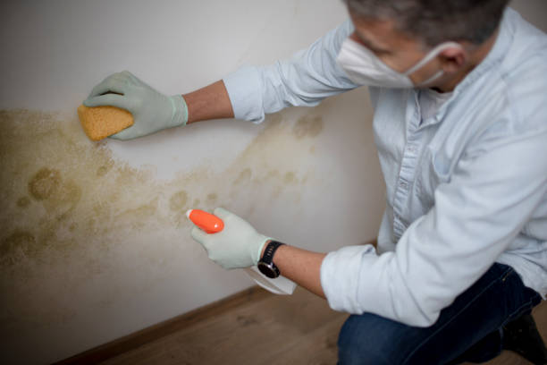 Best Black Mold Removal  in Edwardsville, PA