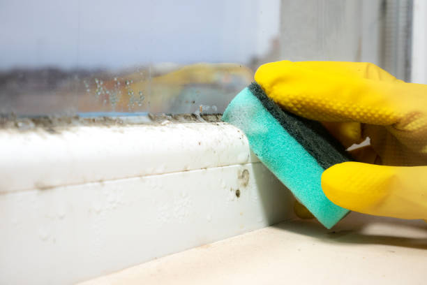 Crawl Space Mold Removal in Edwardsville, PA