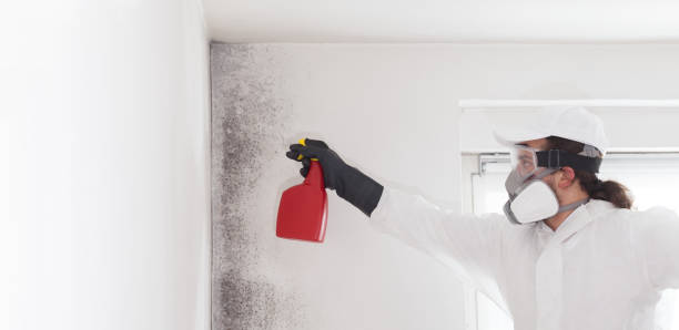 Best Mold Damage Repair  in Edwardsville, PA