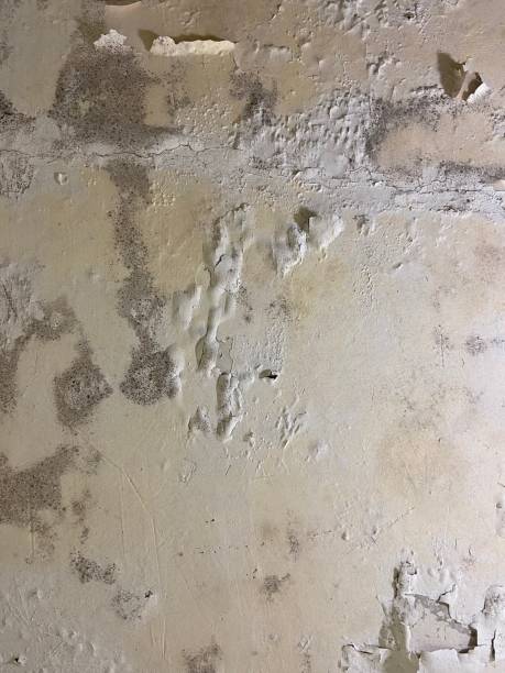 Best Mold Inspection  in Edwardsville, PA