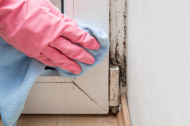 Trusted Edwardsville, PA Mold Removal Experts
